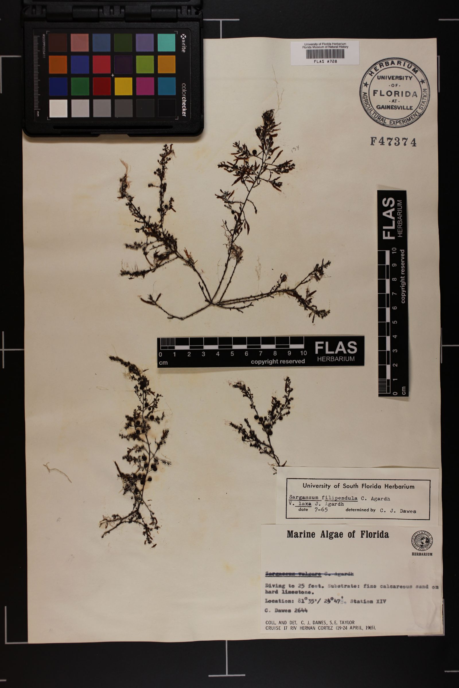 Sargassum filipendula var. laxum image